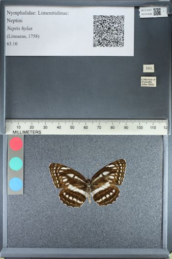 Media type: image;   Entomology 161938